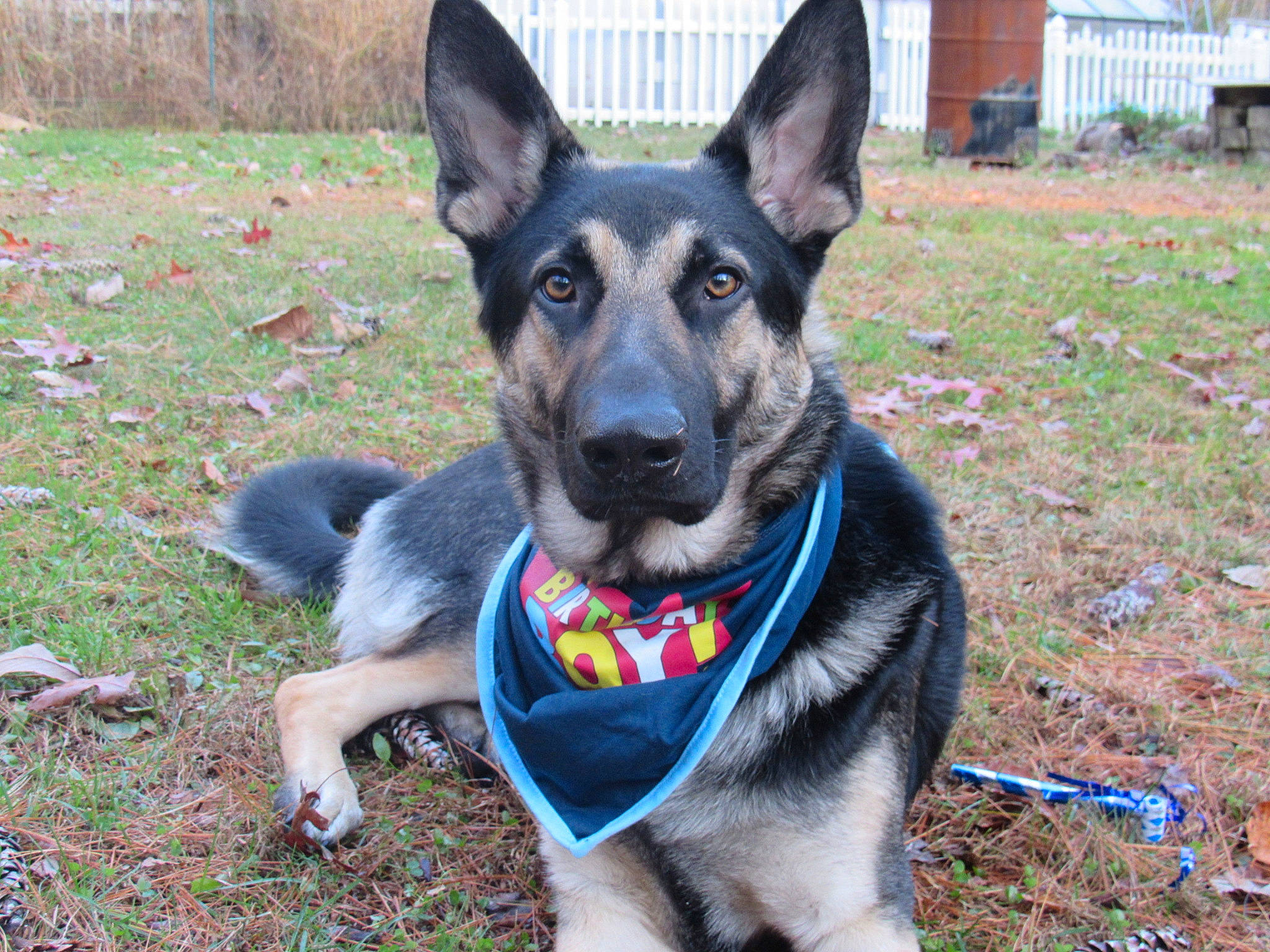 Remington is registered to the contest to win money with this photo: canidae, carnivore, dog, dog_breed, east_european_shepherd, german_shepherd_dog, king_shepherd, kunming_wolfdog, mammal, police_dog, rare_breed_dog, shiloh_shepherd_dog, snout, vertebrate, working_dog