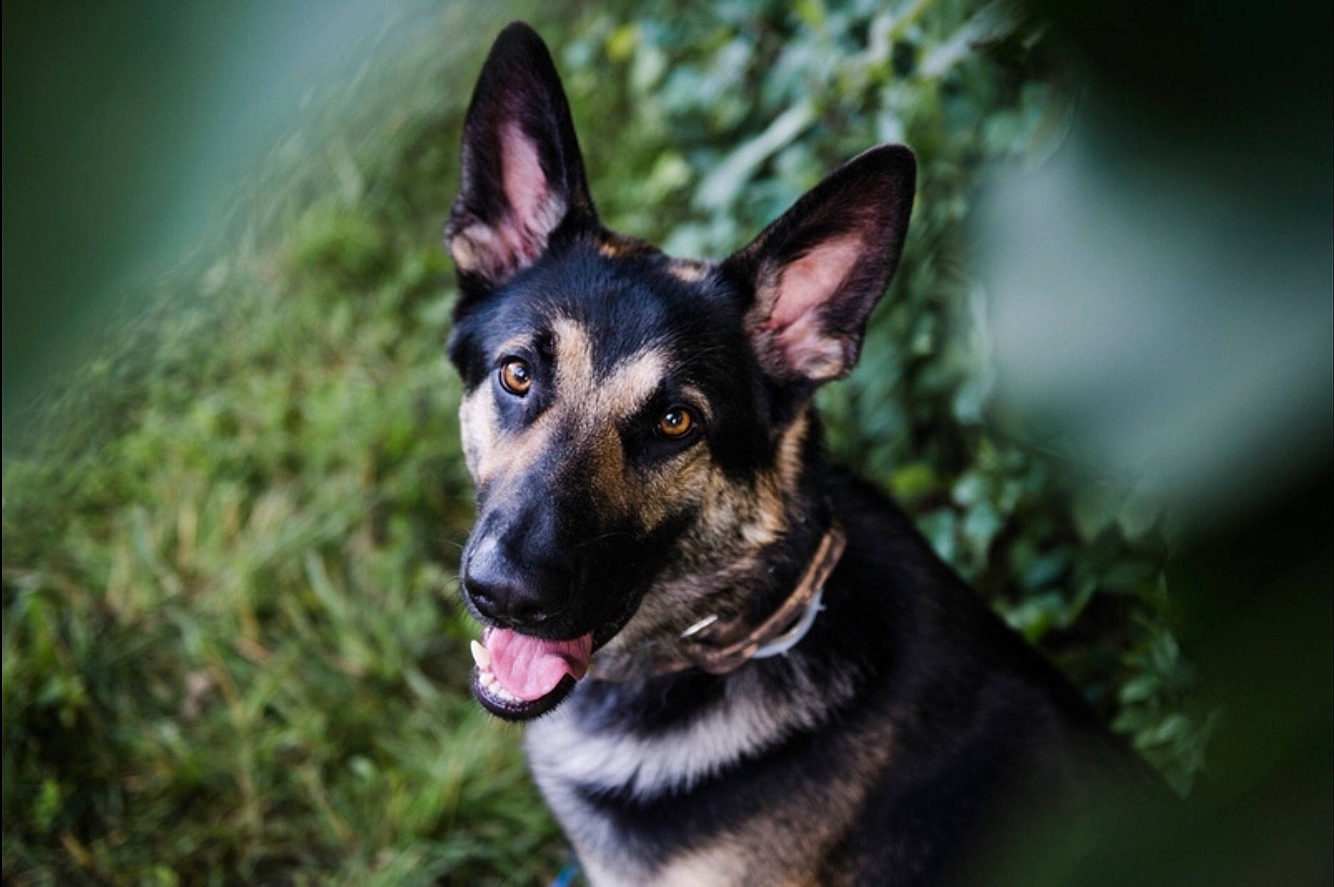 Remington is registered to the contest to win money with this photo: australian_kelpie, canidae, carnivore, dog, dog_breed, ear, east_european_shepherd, eye, german_shepherd_dog, king_shepherd, kunming_wolfdog, mammal, plant, police_dog, rare_breed_dog, shiloh_shepherd_dog, snout, vertebrate, whiskers, working_dog