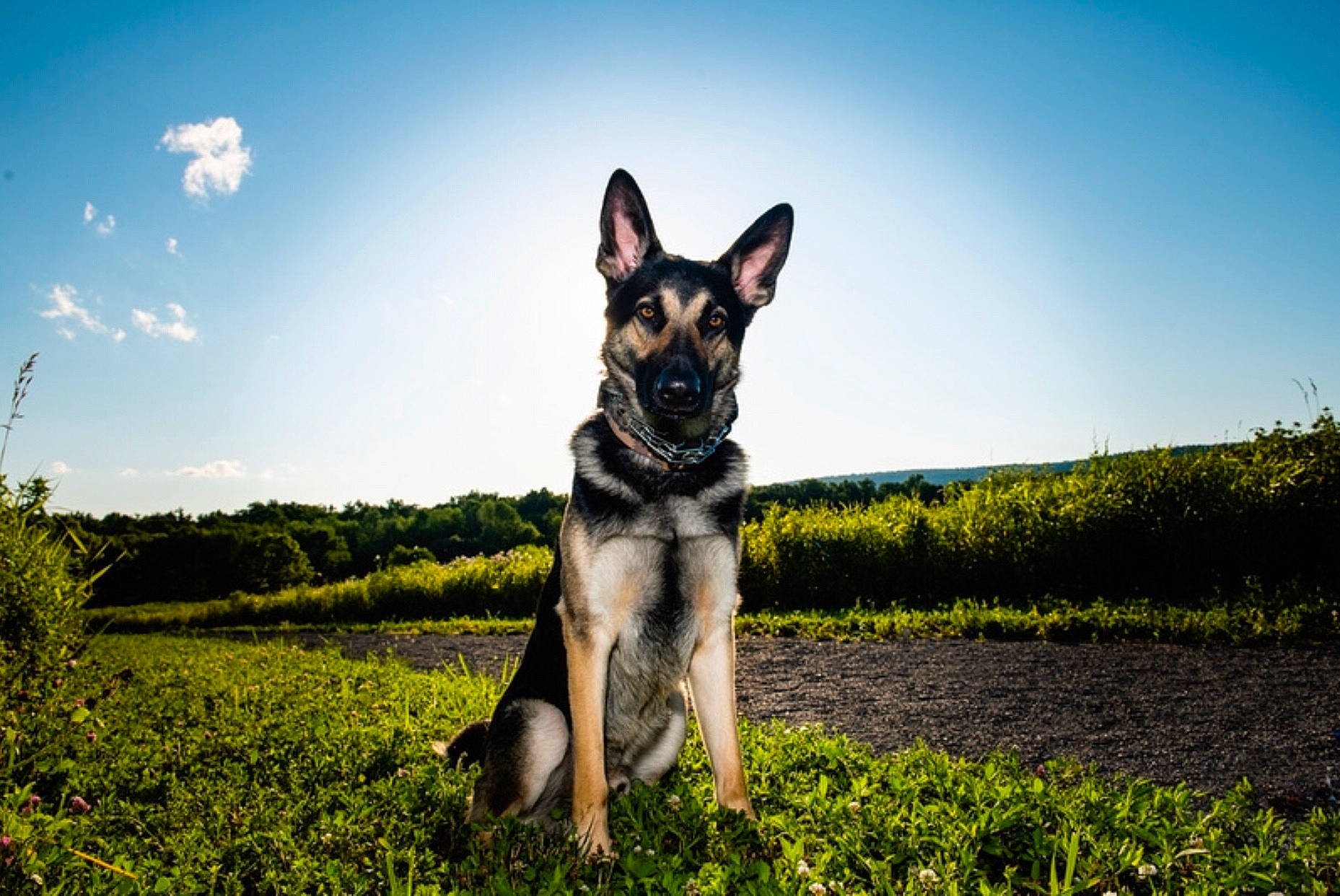 Remington joined the competition — help win amazing prizes! canidae, carnivore, dog, dog_breed, east_european_shepherd, german_shepherd_dog, grass, king_shepherd, kunming_wolfdog, lapponian_herder, mammal, old_german_shepherd_dog, rare_breed_dog, shiloh_shepherd_dog, sky, snout, sunlight, vertebrate, wolfdog, working_dog