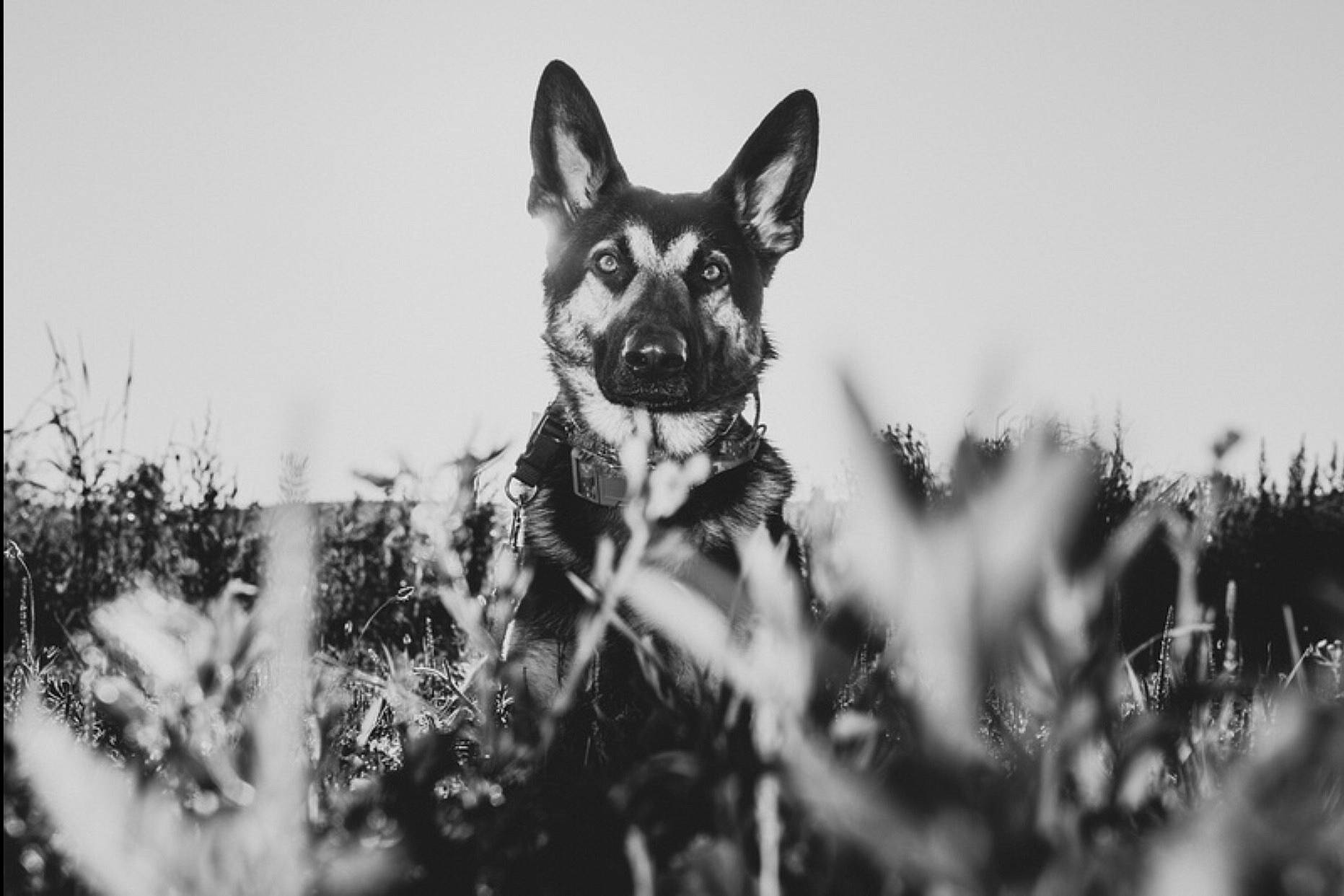 Remington is registered to the contest to win money with this photo: australian_kelpie, black_and_white, canidae, carnivore, dog, dog_breed, east_european_shepherd, german_shepherd_dog, kunming_wolfdog, lapponian_herder, mammal, monochrome, monochrome_photography, photography, police_dog, seppala_siberian_sleddog, snout, style, vertebrate, wolfdog