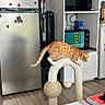 appliance, blanket, book, cat, cat_scratching_post, curved_scratcher, focused_cat, furniture, home, indoor, kitchen, magnet, microwave, orange_tabby, pet, refrigerator, table, toaster_oven, towel, wooden_floor