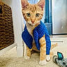 Kajoo participe au concours pour gagner de l'argent avec cette photo : cat, kitten, orange_tabby, blue_vest, indoor, carpet, toy, furniture, curious, pet, small, cute, mammal, whiskers, collar, floor, eyes, ears, domestic_animal, young