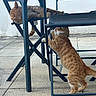 animal, cat, cats, chair, collar, curious, daylight, domestic_cat, feline, floor, ginger_cat, interaction, metal_chair, outdoor, pavement, pet, playful, resting, side_view, two_animals