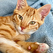 Kajoo participe au concours pour gagner de l'argent avec cette photo : animal, blue_blanket, cat, close_up, cute, feline, fluffy_blanket, ginger_cat, green_eyes, indoor, kitten, lying_down, orange_tabby, pet, pink_nose, pink_paw_pads, portrait, relaxed, toe_beans, whiskers