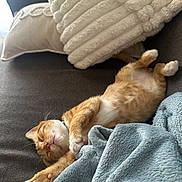Kajoo participe au concours pour gagner de l'argent avec cette photo : cat, orange_cat, sleeping, cozy, blanket, pillow, couch, indoor, relaxed, pet, fur, whiskers, nap, comfort, domestic_cat, resting, feline, cute, soft, home