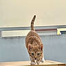 Kajoo participe au concours pour gagner de l'argent avec cette photo : animal, architecture, cat, close_up, feline, green_eyes, orange_cat, outdoor, paws, pet, portrait, rooftop, standing, sunlight, tabby, tail, walking, wall, whiskers, wooden_table