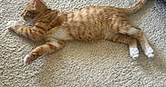 Kajoo participe au concours pour gagner de l'argent avec cette photo : cat, kitten, orange_tabby, carpet, floor, pet, playing, stretching, paw, tail, indoor, couch, furniture, human_feet, toenails, relaxing, cute, small_animal, domestic_cat, fur