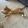 cat, kitten, orange_tabby, carpet, floor, pet, playing, stretching, paw, tail, indoor, couch, furniture, human_feet, toenails, relaxing, cute, small_animal, domestic_cat, fur