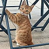 cat, kitten, orange_tabby, outdoor, chair, metal, curious, pet, animal, feline, young, sitting, looking, pavement, playful, whiskers, ears, tail, cute, daylight