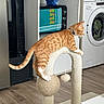 animal, appliance, cat, collar, curious, domestic_cat, flooring, furniture, home, household, indoor, laundry_room, orange_tabby, pet, playful, scratching_post, toaster_oven, toy, washing_machine, wood_floor