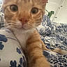 Kajoo a rejoint le concours — aidez-le/la à gagner de superbes lots ! cat, orange_tabby, close_up, indoor, bed, blanket, floral_pattern, curious, paw, feline, pet, whiskers, cute, resting, cozy, animal, portrait, home, soft_light, relaxing
