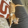 cat, orange_cat, pet, sleeping, couch, indoor, pillow, relaxing, feline, fur, collar, domestic_animal, cozy, resting, whiskers, tail, comfortable, home, furniture, nap
