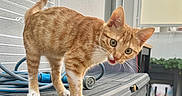 Kajoo a rejoint le concours — aidez-le/la à gagner de superbes lots ! animal, cat, curious, equipment, feline, ginger_fur, green_eyes, indoor, kitten, meowing, open_mouth, orange_tabby, pet, portrait, standing, storage_box, striped_fur, tail, whiskers, white_paws