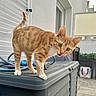 animal, cat, curious, equipment, feline, ginger_fur, green_eyes, indoor, kitten, meowing, open_mouth, orange_tabby, pet, portrait, standing, storage_box, striped_fur, tail, whiskers, white_paws