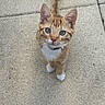 animal, cat, collar, concrete, curious, ears, eyes, feline, fur, ginger_cat, kitten, looking_up, outdoor, pet, standing, tail, whiskers, white_chest, white_paws, young