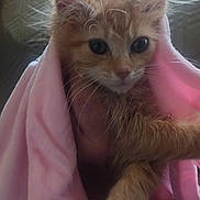 Pumpkin is registered to the contest to win money with this photo: animal, blanket, closeup, cozy, curious, cute, domestic_cat, ears, fur, furry, hand, indoor, kitten, orange_cat, pet, pink, portrait, soft, whiskers, young