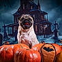 pug, dog, pumpkin, halloween, haunted_house, graveyard, jack_o_lantern, spooky, costume, fall, orange, pet, animal, tongue_out, portrait, decoration, holiday, scary, cute, dark