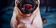 Tao participe au concours pour gagner de l'argent avec cette photo : dog, pug, tongue_out, pumpkin, animal, pet, portrait, cute, fur, mammal, smiling, indoor, closeup, happy, face, snout, ears, whiskers, background_blur, fall