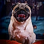 dog, pug, tongue_out, pumpkin, animal, pet, portrait, cute, fur, mammal, smiling, indoor, closeup, happy, face, snout, ears, whiskers, background_blur, fall
