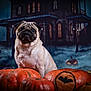 Tao participe au concours pour gagner de l'argent avec cette photo : pug, dog, pumpkin, jack_o_lantern, halloween, haunted_house, spooky, fog, graveyard, cross, animal, pet, portrait, orange, decorations, fall, dark, cute, costume, seasonal