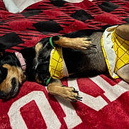 Nina is registered to the contest to win money with this photo: dog, pet, animal, lying_down, blanket, red, black, yellow, clothing, cute, relaxed, small_dog, paws, fur, collar, indoor, cozy, resting, canine, domestic_animal