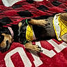 dog, pet, animal, lying_down, blanket, red, black, yellow, clothing, cute, relaxed, small_dog, paws, fur, collar, indoor, cozy, resting, canine, domestic_animal