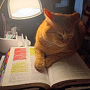 Rusty joined the competition — help win amazing prizes! cat, orange_cat, book, bible, highlighted_text, lamp, desk_lamp, pen_holder, pens, desk, reading, indoor, cozy, pet, feline, close_up, warm_light, shadow, table, relaxing