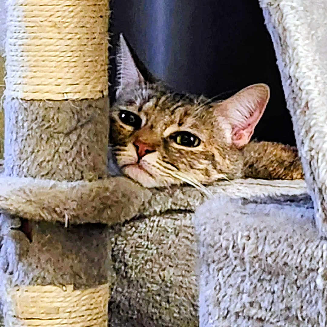 Cloe Bear