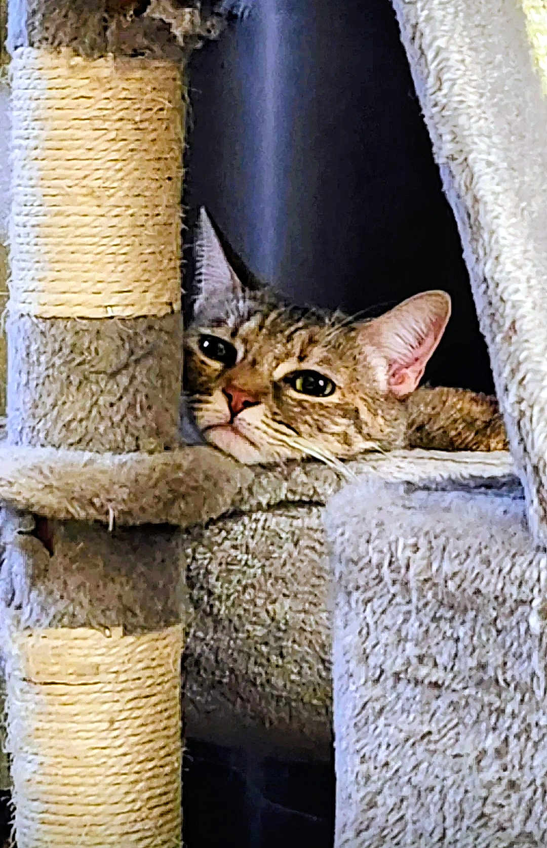 Cloe Bear is registered to the contest to win money with this photo: cat, tabby, pet, feline, resting, cat_tree, scratching_post, cozy, indoor, fur, ears, whiskers, closeup, relaxed, animal, cute, sleepy, soft, texture, home