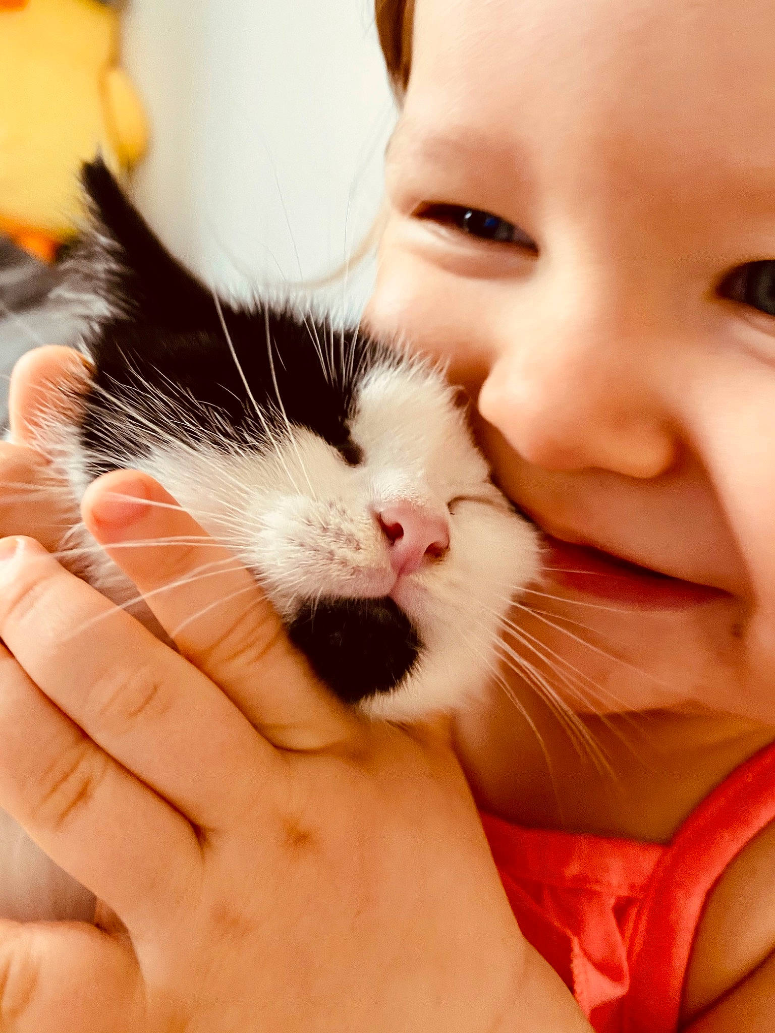 Rolex is registered to the contest to win money with this photo: carnivore, cat, cheek, close_up, comfort, domestic_short_haired_cat, ear, eyelash, felidae, finger, gesture, hand, happy, nail, nose, skin, small_to_medium_sized_cats, smile, thumb, whiskers