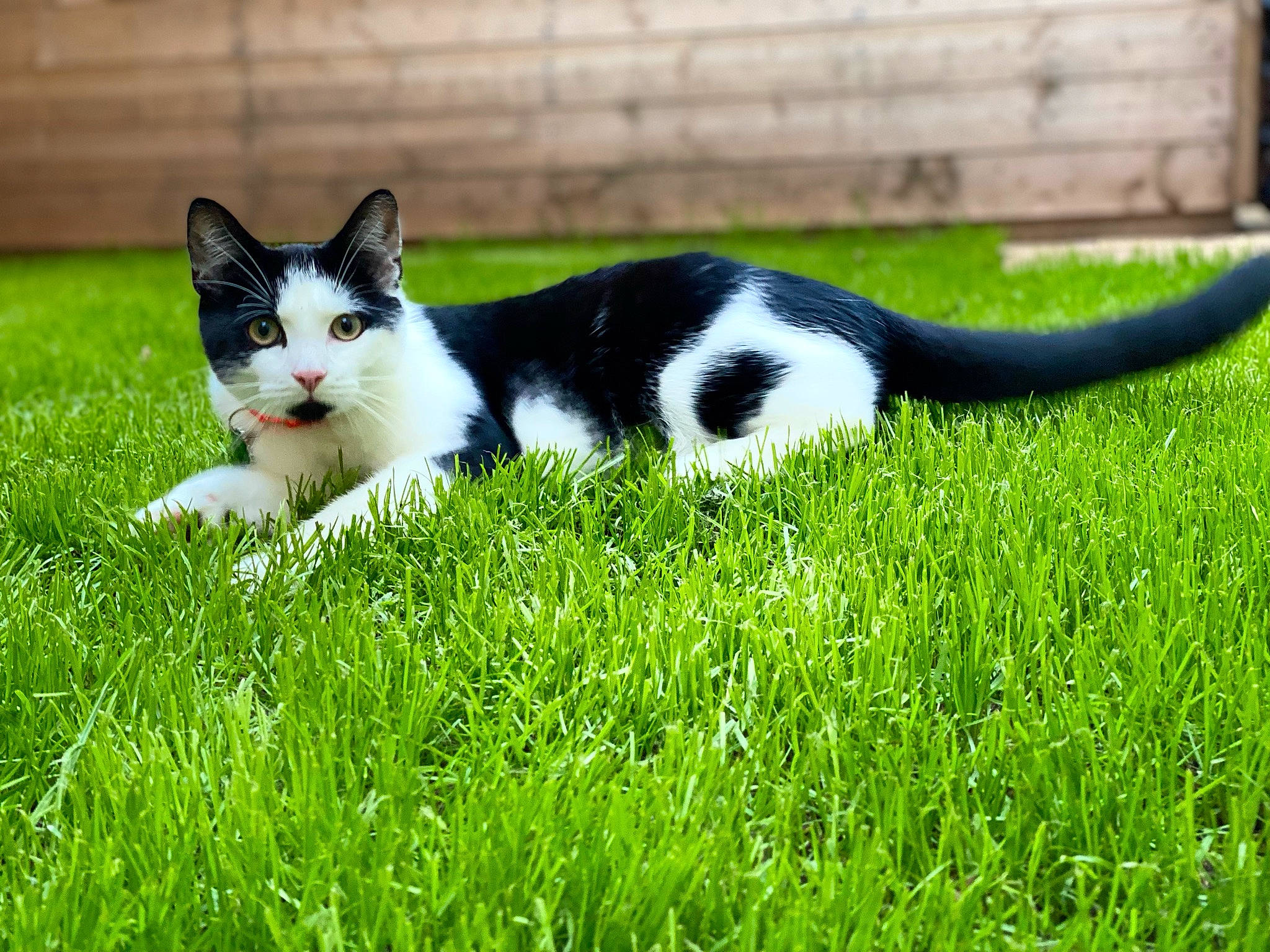 Rolex joined the competition — help win amazing prizes! carnivore, cat, domestic_short_haired_cat, eye, felidae, foot, fur, grass, grass_family, grassland, groundcover, lawn, pasture, people_in_nature, plant, small_to_medium_sized_cats, snout, tail, terrestrial_animal, whiskers