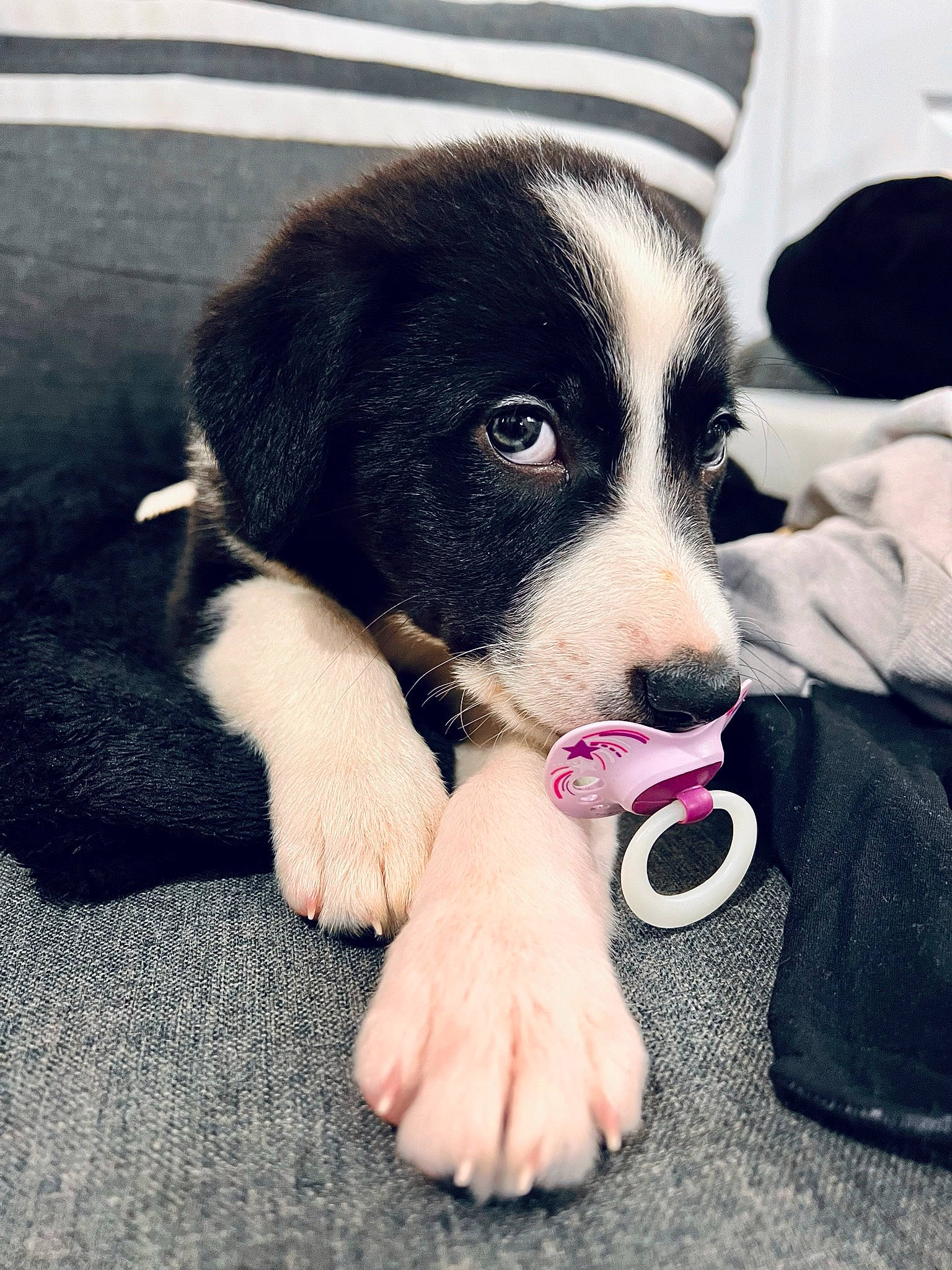 Milo