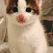 Nougah participe au concours pour gagner de l'argent avec cette photo : cat, kitten, calico, animal, pet, feline, cute, fluffy, white_fur, brown_fur, black_fur, big_eyes, whiskers, pink_nose, sitting, paws, tail, indoors, portrait, close_up