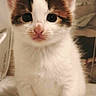 cat, kitten, calico, animal, pet, feline, cute, fluffy, white_fur, brown_fur, black_fur, big_eyes, whiskers, pink_nose, sitting, paws, tail, indoors, portrait, close_up