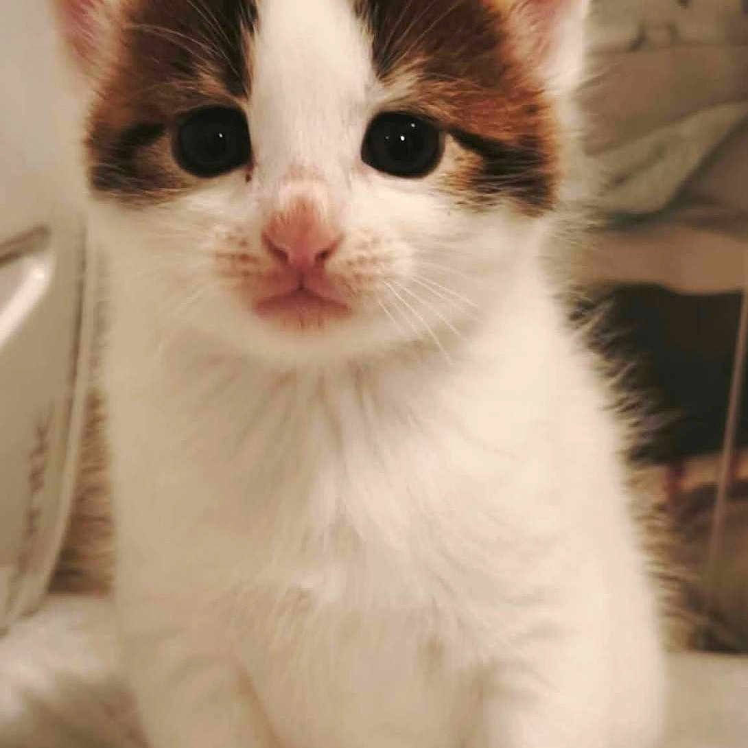 Nougah participe au concours pour gagner de l'argent avec cette photo : cat, kitten, calico, animal, pet, feline, cute, fluffy, white_fur, brown_fur, black_fur, big_eyes, whiskers, pink_nose, sitting, paws, tail, indoors, portrait, close_up