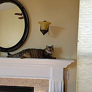 Lily is registered to the contest to win money with this photo: cat, tabby_cat, fireplace, mantel, mirror, wall_sconce, chair, cushion, window_blinds, sunlight, indoor, furniture, tile, decor, relaxed, pet, animal, resting, living_room, home