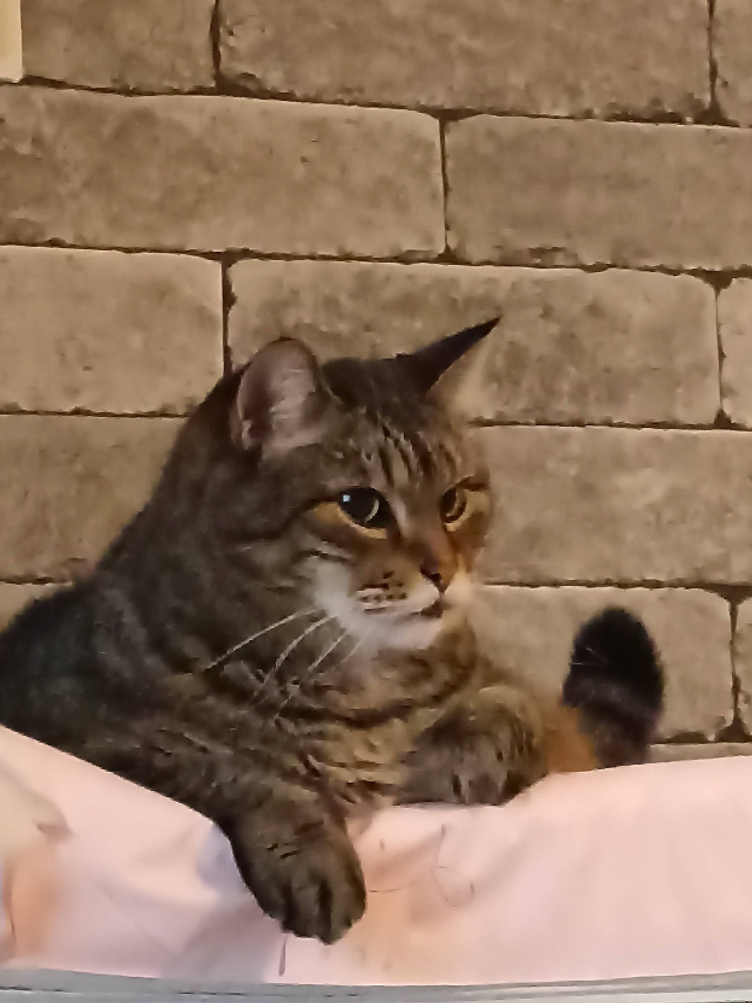 Lucie participe au concours pour gagner de l'argent avec cette photo : brick, brickwork, building_material, carnivore, cat, domestic_short_haired_cat, felidae, fur, mortar, sitting, small_to_medium_sized_cats, snout, tail, terrestrial_animal, whiskers, wildlife