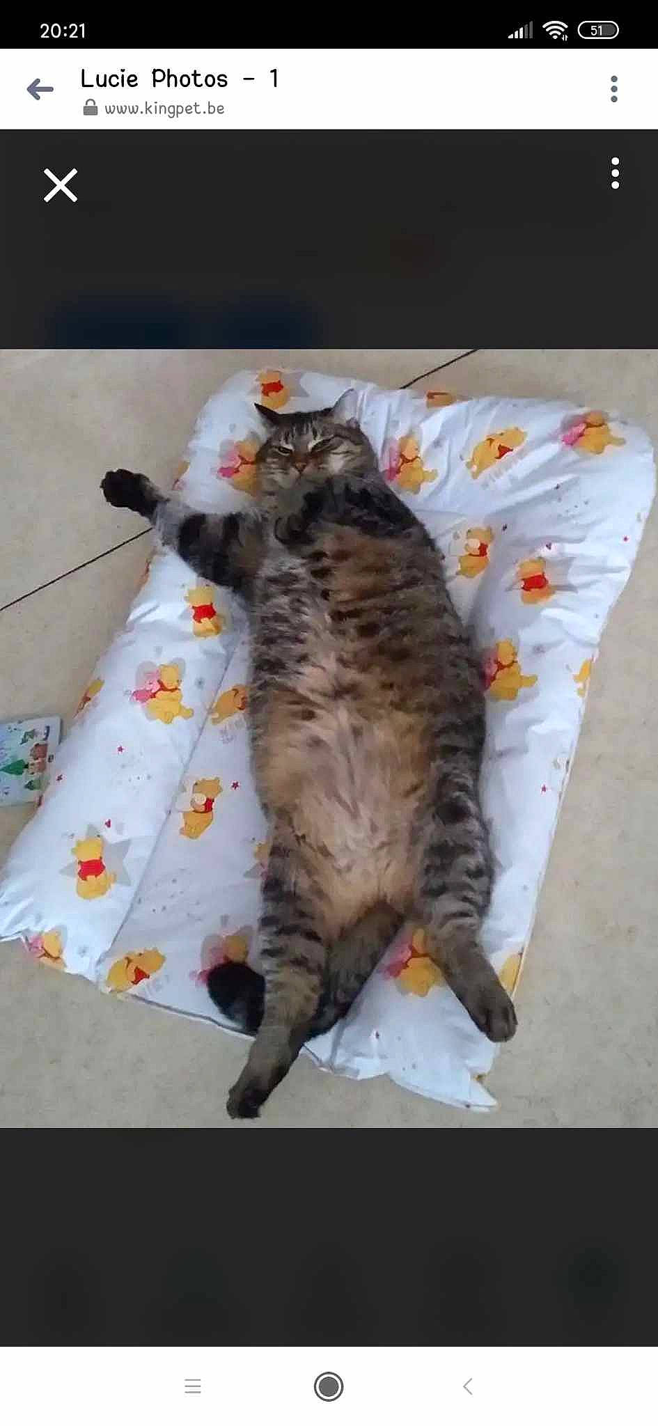 Lucie participe au concours pour gagner de l'argent avec cette photo : carnivore, cat, claw, comfort, domestic_short_haired_cat, fawn, felidae, flooring, fur, grey, human_leg, paw, sitting, small_to_medium_sized_cats, tail, whiskers, wood