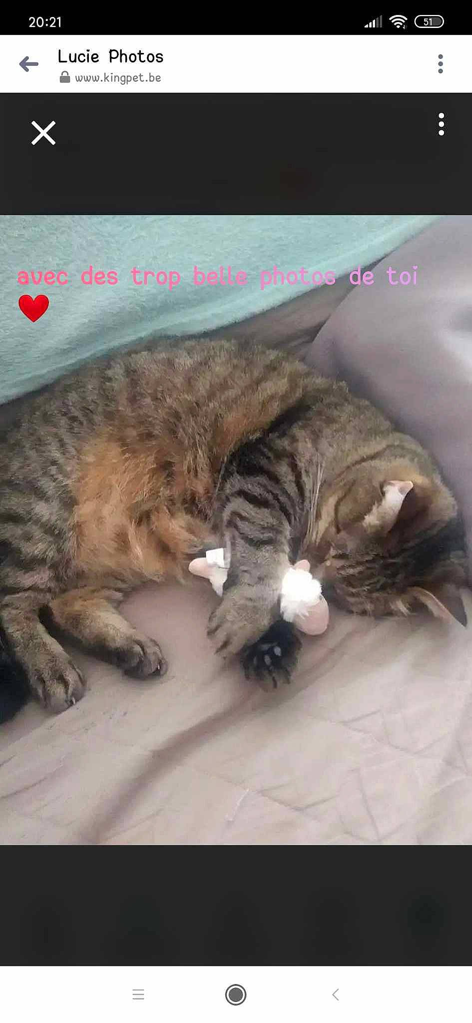 Lucie a rejoint le concours — aidez-le/la à gagner de superbes lots ! carnivore, cat, claw, comfort, domestic_short_haired_cat, felidae, fur, mammal, metal, nap, organism, paw, photo_caption, sky, small_to_medium_sized_cats, snout, tail, terrestrial_animal, vertebrate, whiskers