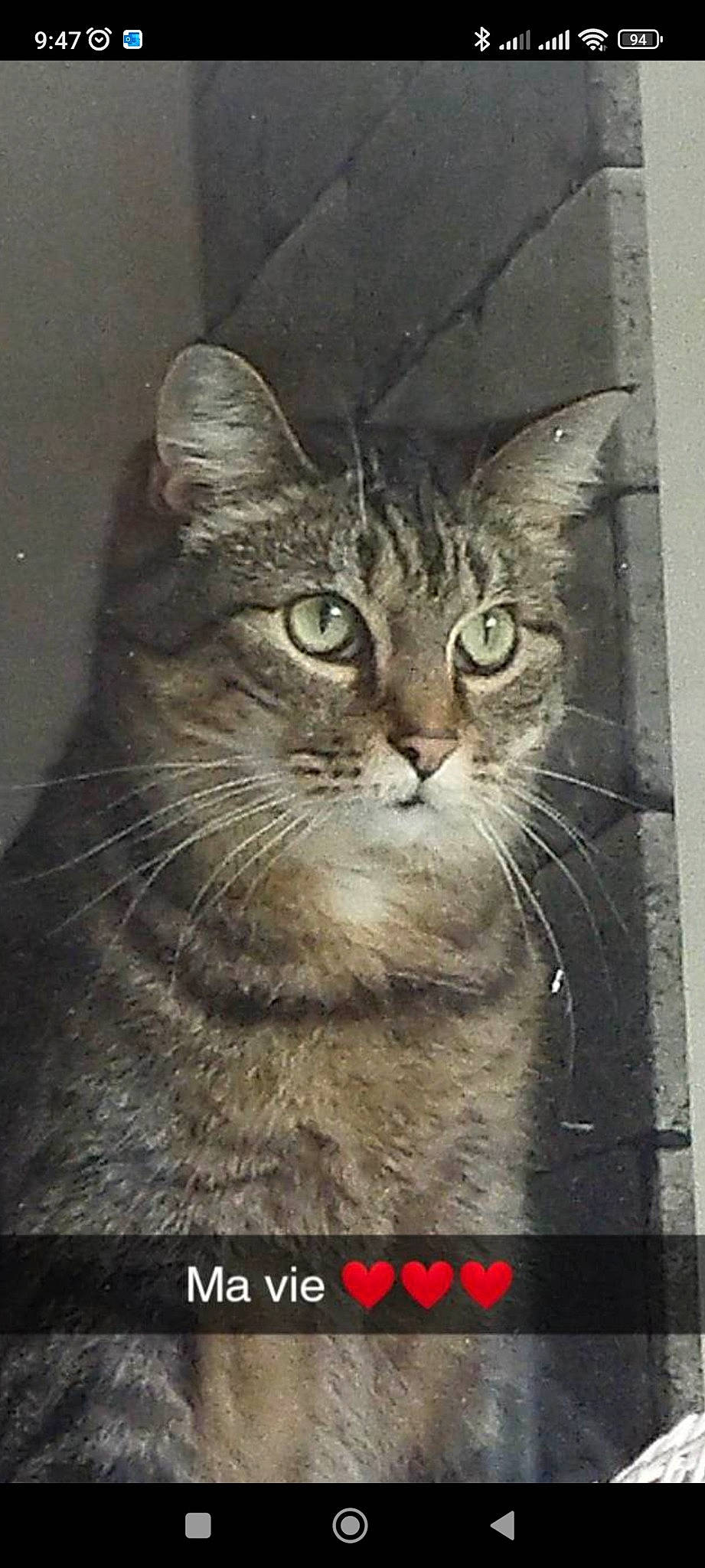 Lucie a rejoint le concours — aidez-le/la à gagner de superbes lots ! art, carnivore, cat, domestic_short_haired_cat, felidae, fur, photo_caption, rectangle, small_to_medium_sized_cats, snout, terrestrial_animal, visual_arts, whiskers, wildlife, window