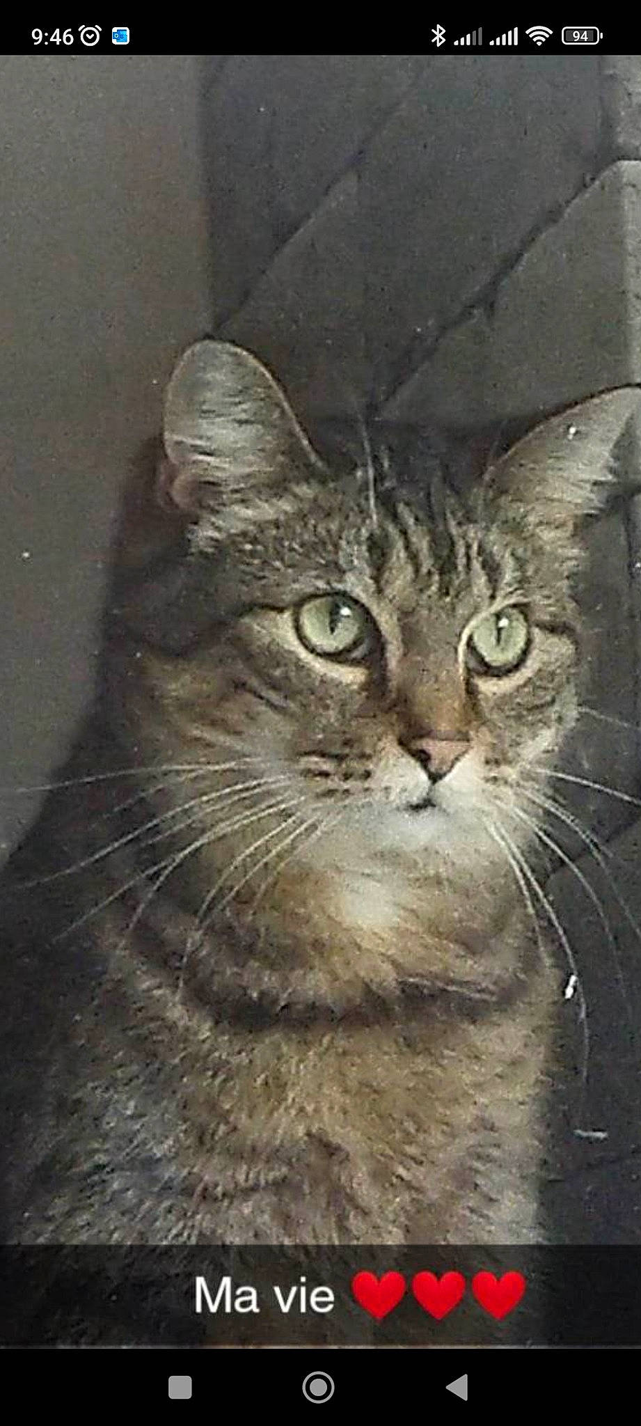 Lucie participe au concours pour gagner de l'argent avec cette photo : carnivore, cat, domestic_short_haired_cat, felidae, fur, photo_caption, small_to_medium_sized_cats, snout, terrestrial_animal, whiskers, window