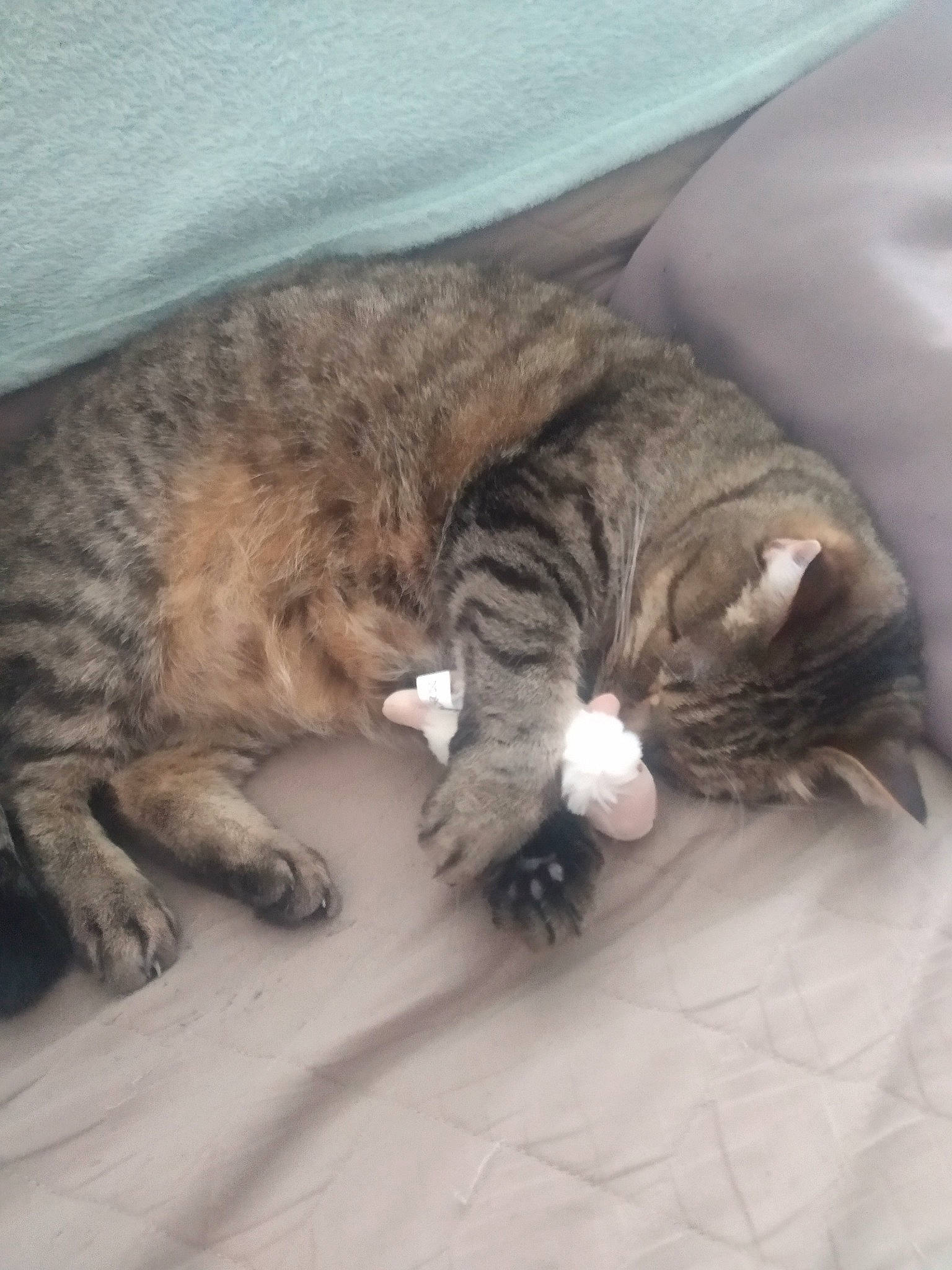 Lucie a rejoint le concours — aidez-le/la à gagner de superbes lots ! carnivore, cat, claw, cloud, comfort, domestic_short_haired_cat, felidae, fur, grey, mammal, mountain, nap, paw, small_to_medium_sized_cats, snout, tail, terrestrial_animal, vertebrate, whiskers, wood