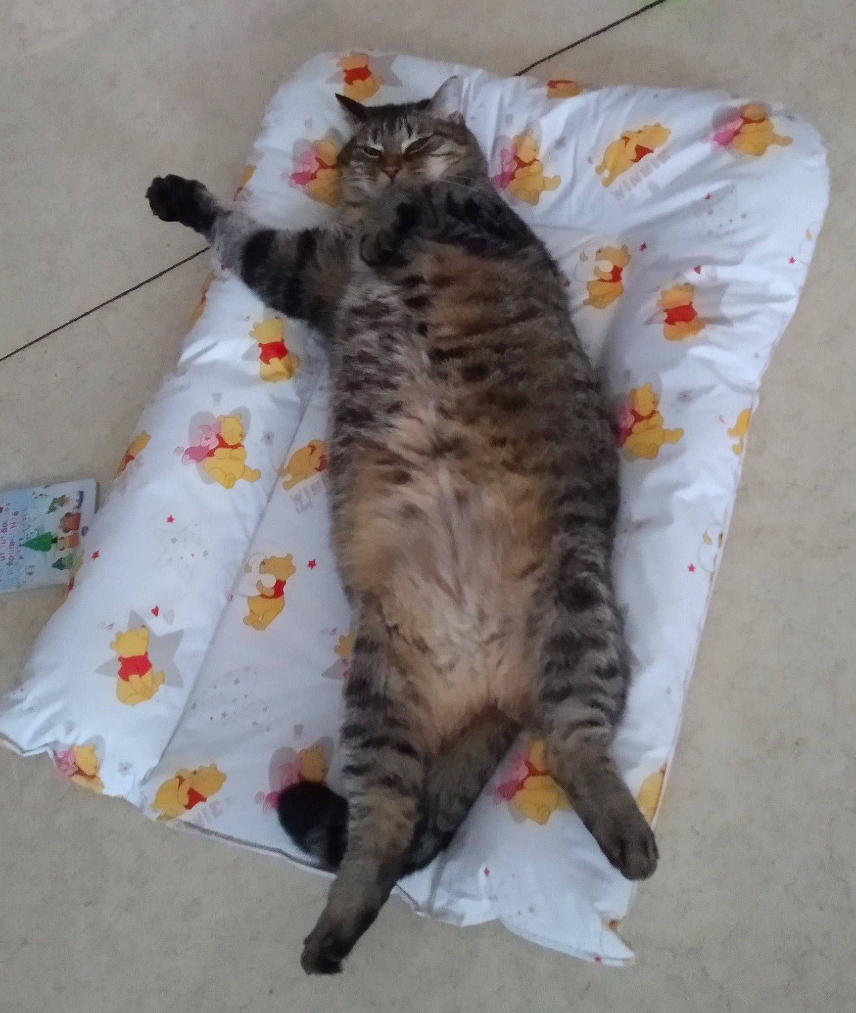 Lucie a rejoint le concours — aidez-le/la à gagner de superbes lots ! carnivore, cat, claw, comfort, domestic_short_haired_cat, felidae, fur, nap, paw, sleep, small_to_medium_sized_cats, tail, whiskers