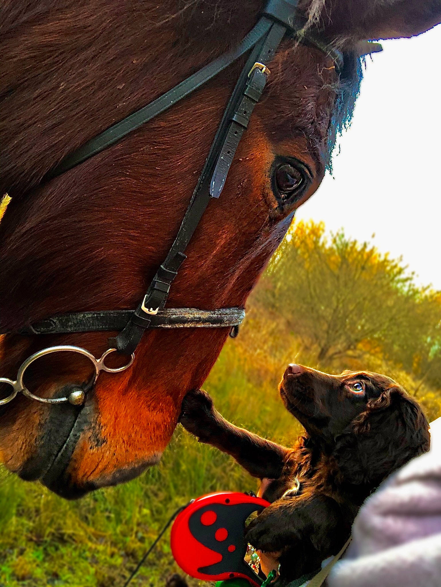 Leo joined the competition — help win amazing prizes! bit, bridle, halter, horse, horse_harness, horse_supplies, horse_tack, liver, mane, mare, mustang_horse, rein, snout, sorrel, stallion