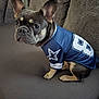 dog, french_bulldog, pet, animal, couch, indoor, clothing, jersey, blue, gray, ears, sitting, looking, curious, fur, cute, companion, domestic, canine, portrait