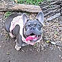 dog, french_bulldog, blue_eyes, pink_harness, tongue_out, outdoor, leaves, dirt, wood, pet, animal, canine, happy, playful, nature, close_up, looking_up, ears_up, ground, daylight