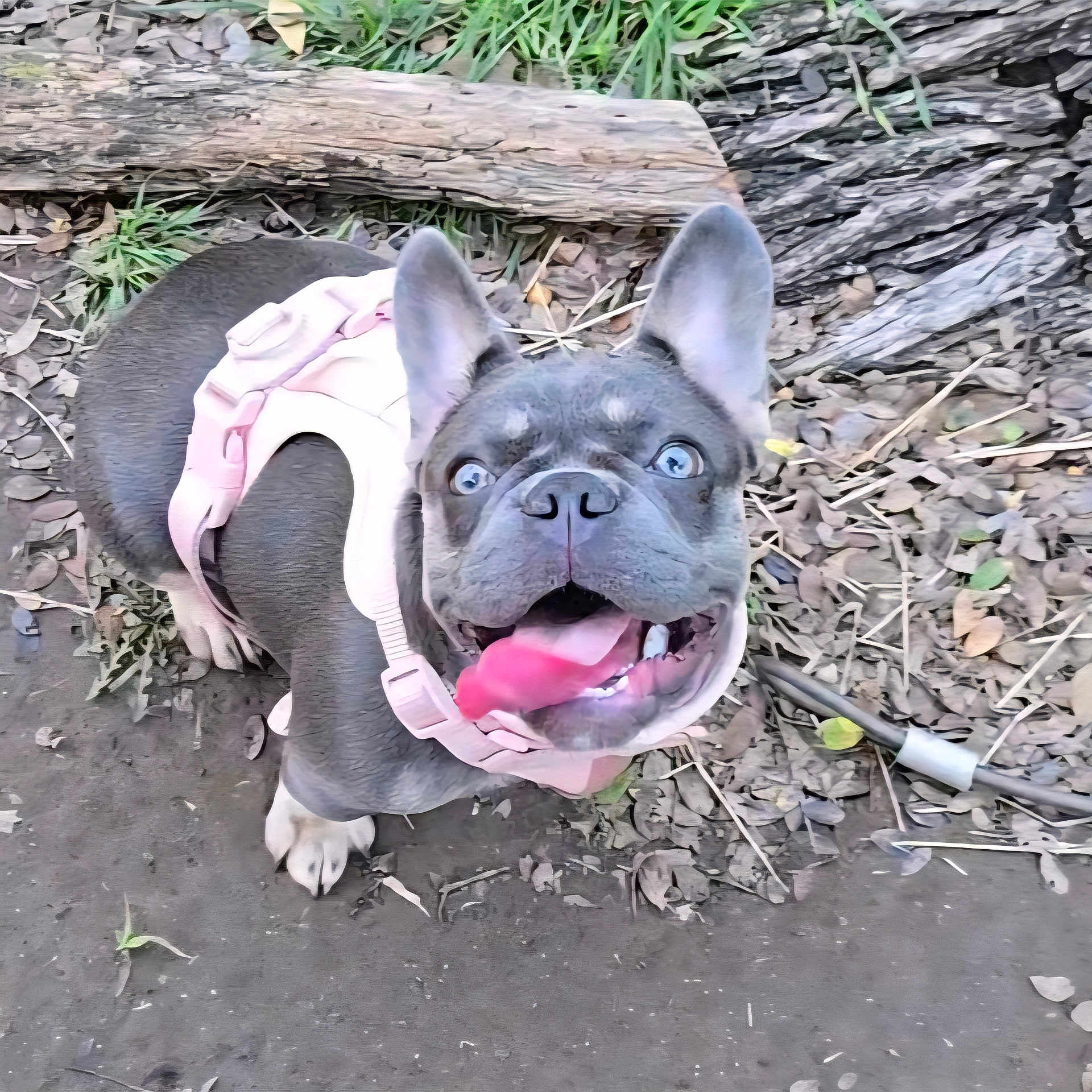 Hunny Bunny joined the competition — help win amazing prizes! animal, blue_eyes, canine, close_up, daylight, dirt, dog, ears_up, french_bulldog, ground, happy, leaves, looking_up, nature, outdoor, pet, pink_harness, playful, tongue_out, wood