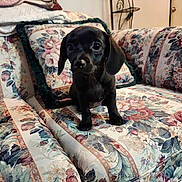 Paisley is registered to the contest to win money with this photo: puppy, dog, black_dog, pet, indoors, couch, floral_pattern, furniture, cute, small_dog, animal, companion, home, living_room, sitting, young_dog, adorable, domestic_animal, portrait, curious