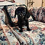 puppy, dog, black_dog, pet, indoors, couch, floral_pattern, furniture, cute, small_dog, animal, companion, home, living_room, sitting, young_dog, adorable, domestic_animal, portrait, curious