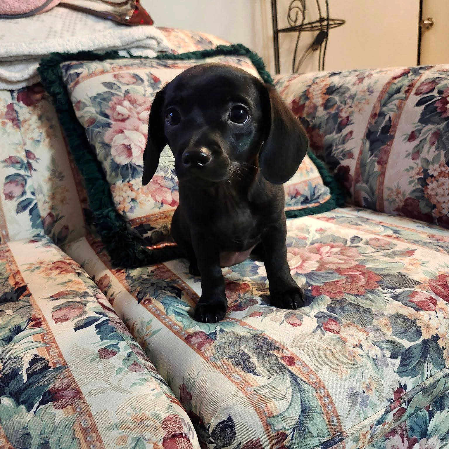 Paisley is registered to the contest to win money with this photo: puppy, dog, black_dog, pet, indoors, couch, floral_pattern, furniture, cute, small_dog, animal, companion, home, living_room, sitting, young_dog, adorable, domestic_animal, portrait, curious